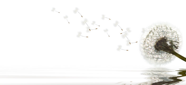 Fototapeta Schöne Pusteblume freigestellt