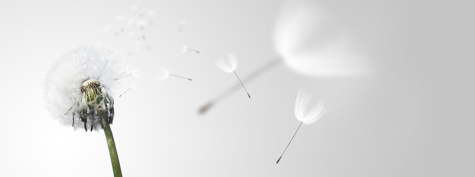 Fototapeta Schöne Pusteblume