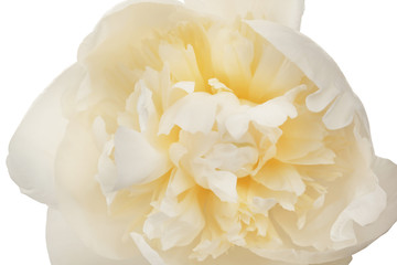 Beautiful peony flower on white background, closeup