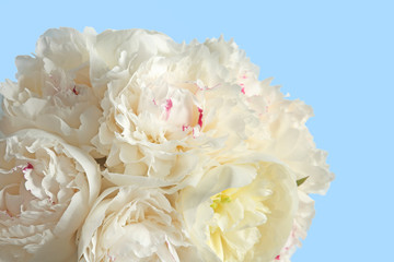 Bouquet of beautiful peony flowers on light color background, closeup