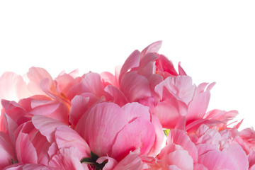 Fresh dark pink peony flowers petals border isolated on white background