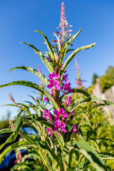 Obraz premium Bumblebee drinking nectar from purple flower
