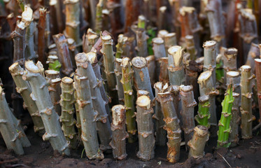 green and bright cassava roots