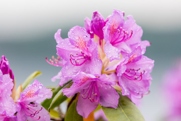 Rhododendron flower covered in raindrops