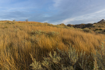 Fototapeta premium Grassland in Roosevelt National Park