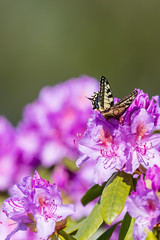 Big butterfly drinking nectar from rhododendron flower