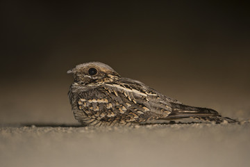 Animal