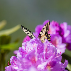 Big butterfly drinking nectar from rhododendron flower