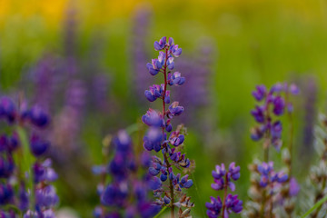Summer lupins at sunrise the rays of the sun. Beautiful landscape. Colorful background.