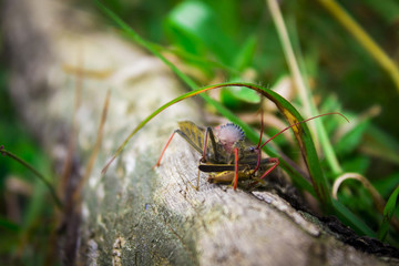 Insectos.