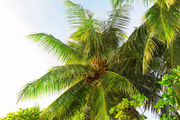 Fototapeta na wymiar Tropical coconut palms at resort
