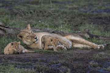 lion