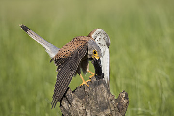 Animal