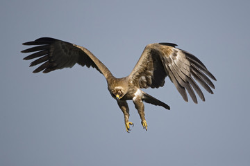 Animal