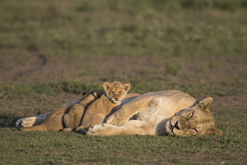 lion