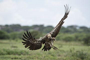 Animal