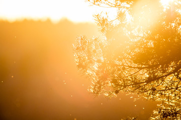 Pine tree branch in sunset