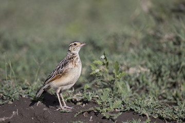 Obraz premium Animal