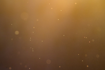 Swarm of gnats in orange sunset light