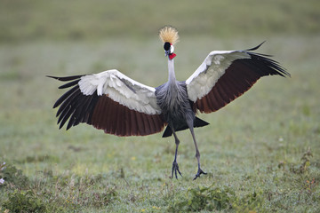 Animal