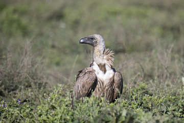 Animal