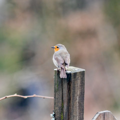 Robin perching on wooden fence pole