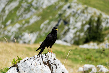 percher