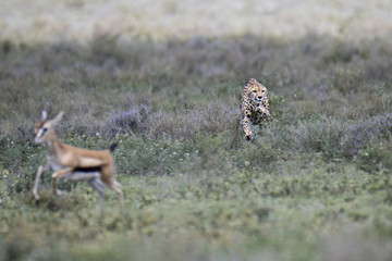 Animal