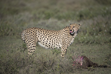 Animal