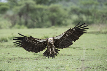 Animal