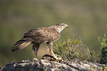 Animal