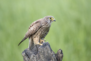 Animal
