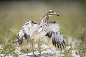 Obraz premium Animal