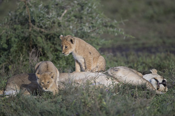 lion