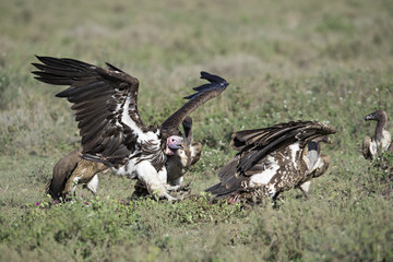 Animal