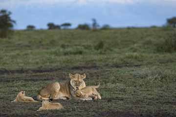 lion