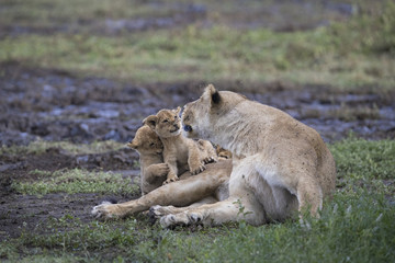 lion