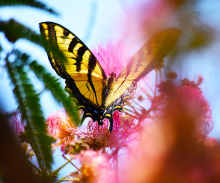 Swallowtail on Jackaranda
