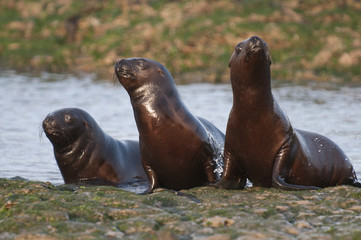 Fototapeta premium Sea Lion baby