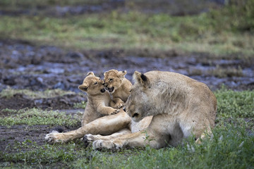 lion
