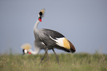 Animal