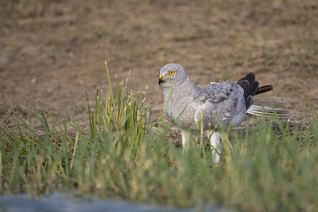 Animal
