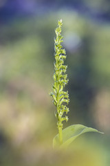 Orchid