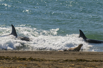 Orca Patagonia , Argentina