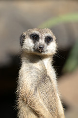 Meerkat