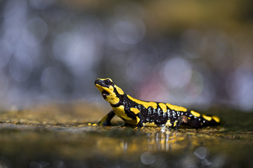 Animal
