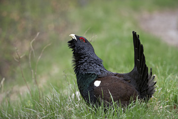 Animal