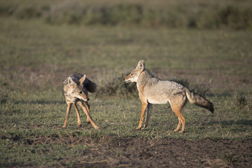 Animal