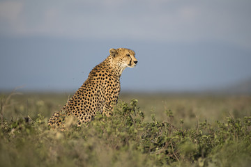 Animal
