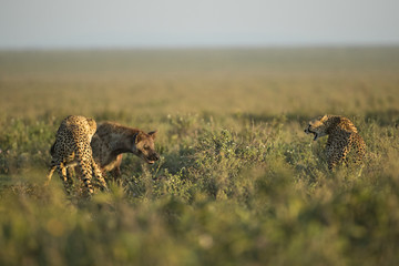 Animal